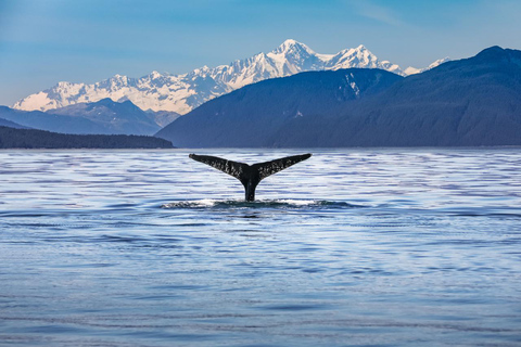 Vanuit Christchurch: Kaikoura dagtour met dolfijn cruise