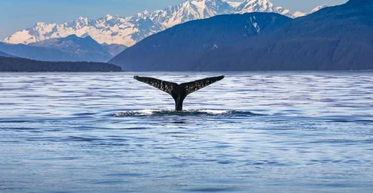 From Christchurch: Kaikoura Day Tour with Dolphin Cruise