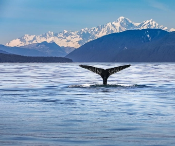 From Christchurch: Kaikoura Day Tour with Dolphin Cruise