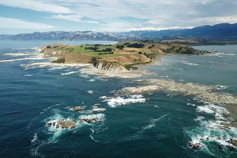 Da Christchurch: Tour di un giorno a Kaikoura con crociera con i delfini