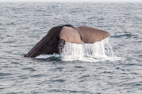 Från Christchurch: Kaikoura dagstur med delfinkryssning