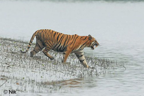 Three Days Jim Corbett National Park Tour