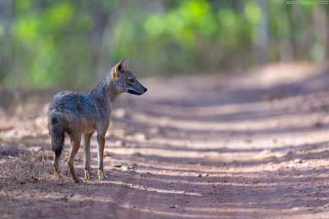 Three Days Jim Corbett National Park Tour