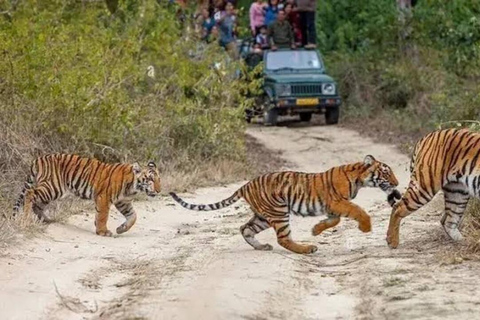 Three Days Jim Corbett National Park Tour