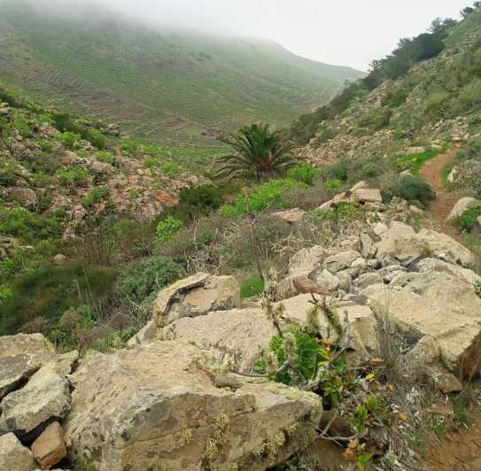 Haria et son trésor vert : la vallée des 1000 palmiers