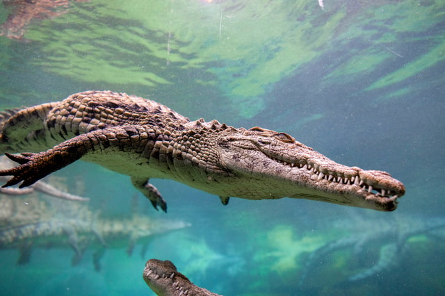 Toegangsbewijs voor Dubai Crocodile Park