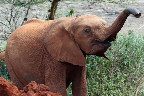 David Sheldrick Elephant Orphanage &amp; Beads Factory Tour