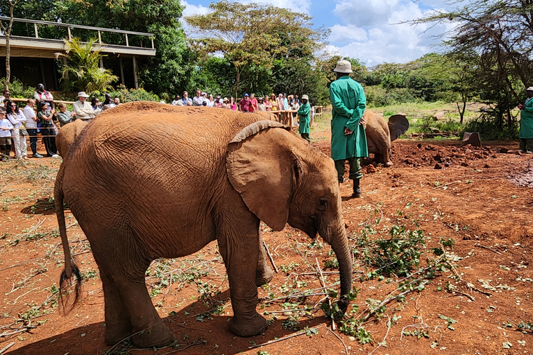 David Sheldrick Elephant Orphanage &amp; Beads Factory Tour