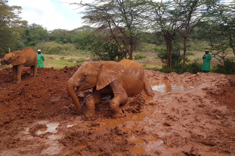 David Sheldrick Elephant Orphanage &amp; Beads Factory Tour