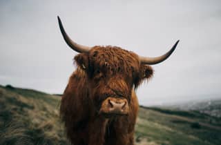 Von Edinburgh aus: Schottische Highlands Tagestour