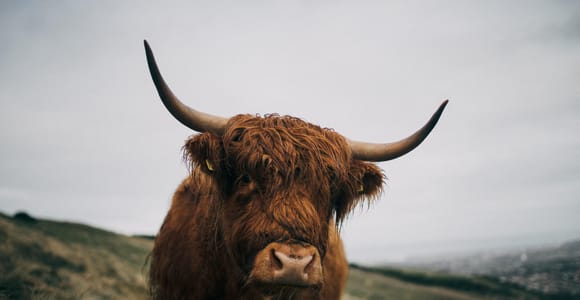 Von Edinburgh aus: Schottische Highlands Tagestour