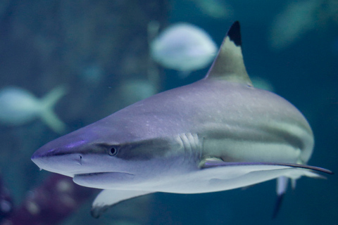 Le Grau-du-Roi: Seaquarium voorrangsticket voor voorrangstoegang