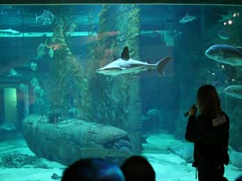 Le Grau-du-Roi: Seaquarium Skip-the-Line Entrance Ticket