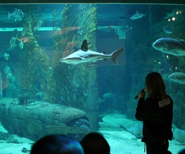 Le Grau-du-Roi : billet coupe-file pour le Seaquarium