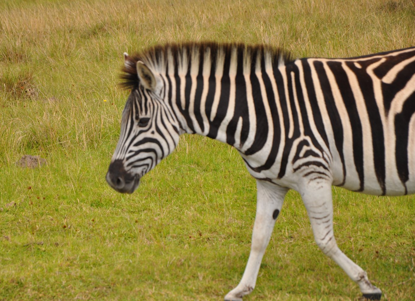 Port Elizabeth: Byrundvisning og dyrelivssafari i 4x4