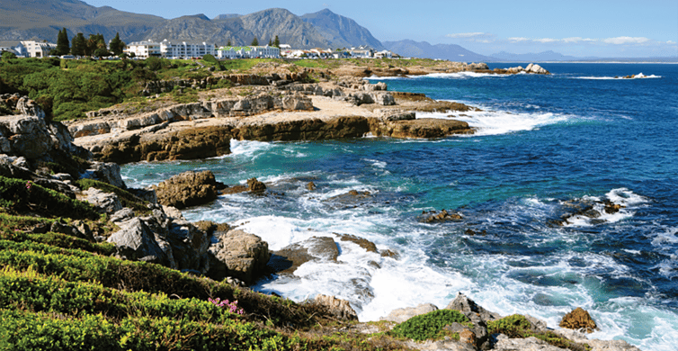 From Cape Town Hermanus Whale Watching Full Day Tour GetYourGuide   97 