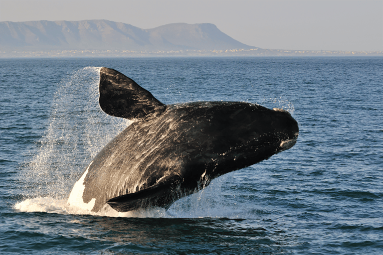 From Cape Town: Hermanus Whale Watching Full Day Tour default