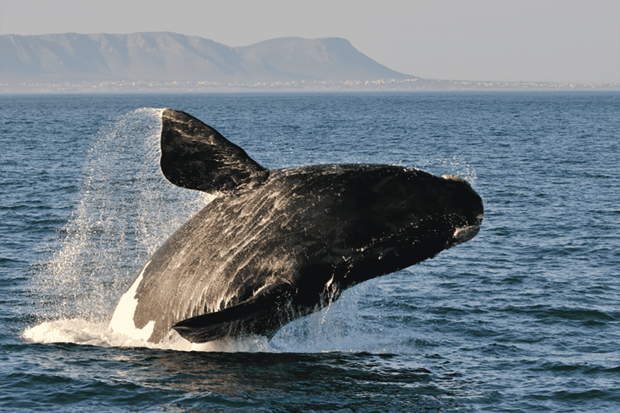 Ab Kapstadt: Ganztagestour zur Walbeobachtung in Hermanus. Foto: GetYourGuide Ab Kapstadt: Ganztagestour zur Walbeobachtung in Hermanus. Foto: GetYourGuide