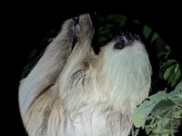 Monteverde, Night Tour in the Tropical Forest - Housity