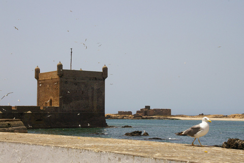 Agadir or Taghazout Essaouira old city day Trip with guide