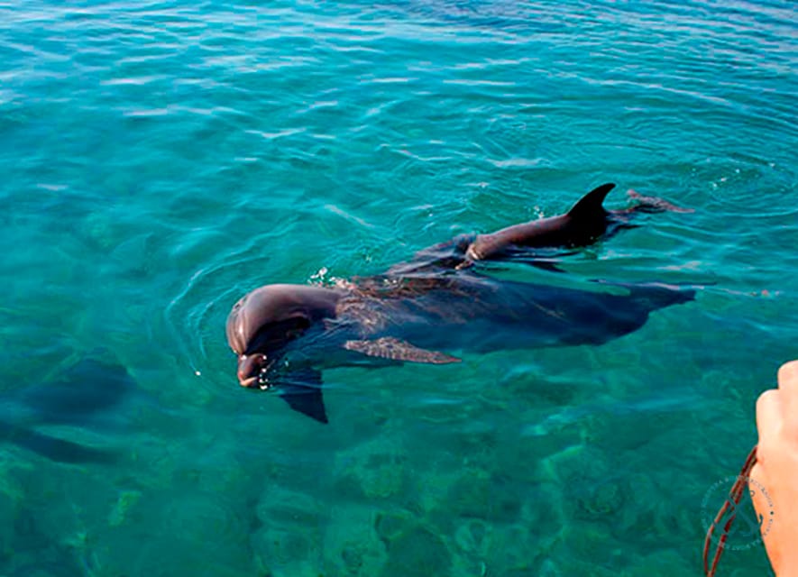 Pula Nationalparken Brijuni Dolphin Cruise Med Middag Getyourguide