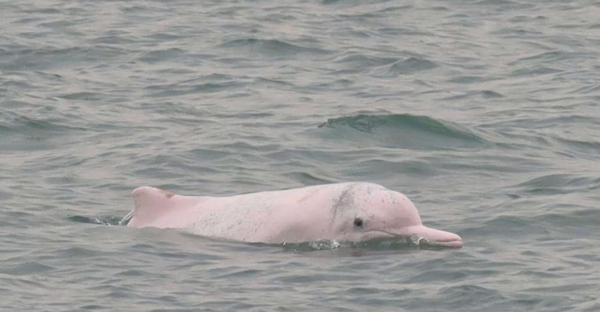 Lantau Island: Pink Dolphin Watching from Hong Kong