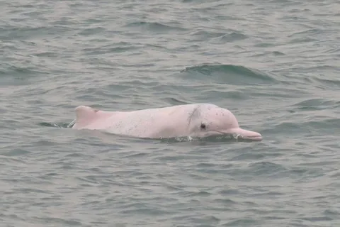 란타우 섬: 홍콩에서 분홍 돌고래 관찰 투어