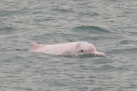 Lantau Island: Pink Dolphin Watching from Hong Kong