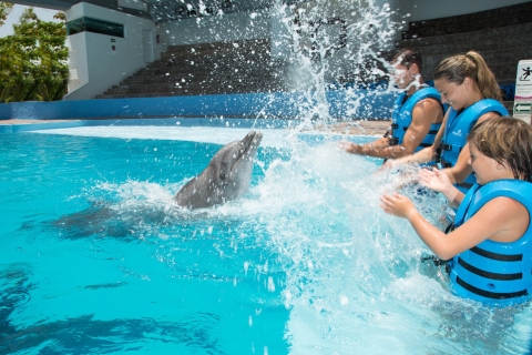 Nado con delfines Splash - Acuario Interactivo CancúnNadar con delfines Splash - Acuario interactivo