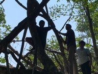 Aventure de la mangrove à Bentota - Hizvo