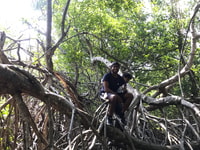 Aventure de la mangrove à Bentota - Hizvo