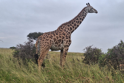 Nairobi Wildlife Highlights And Excursions With Free pick up