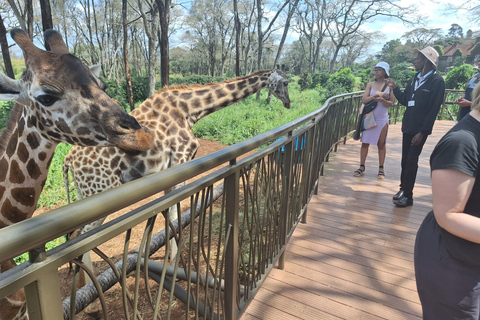 Nairobi Wildlife Highlights And Excursions With Free pick up