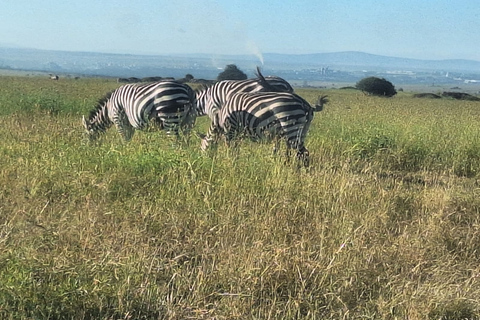 Nairobi Wildlife Highlights And Excursions With Free pick up