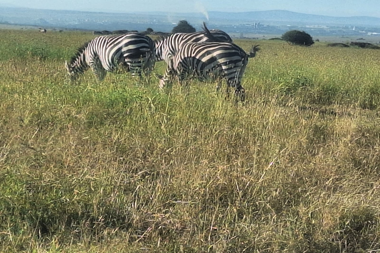 Nairobi Wildlife Highlights And Excursions With Free pick up