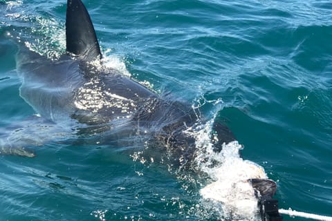 From Cape Town: 2-Day Garden Route Safari with Shark Diving
