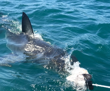 From Cape Town: 2-Day Garden Route Safari with Shark Diving