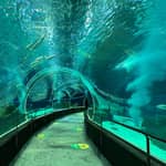 Rio de Janeiro: Biglietti per l'ingresso all'acquario marino