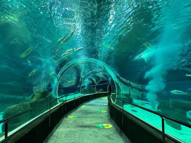 Visit Rio de Janeiro Marine Aquarium Entry Tickets in Río de Janeiro