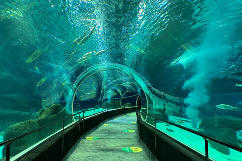 Río de Janeiro: Ticket de entrada al Acuario MarinoRío de Janeiro: Entradas Acuario Marino