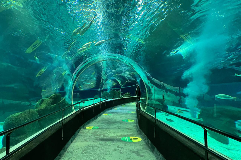 Rio de Janeiro: Marine Aquarium Entry Tickets