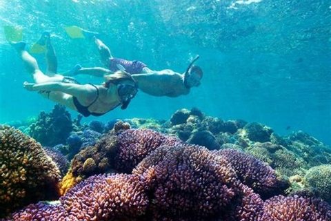 Plongée avec masque et tuba, poissons tropicaux, coraux marins, récifs marins