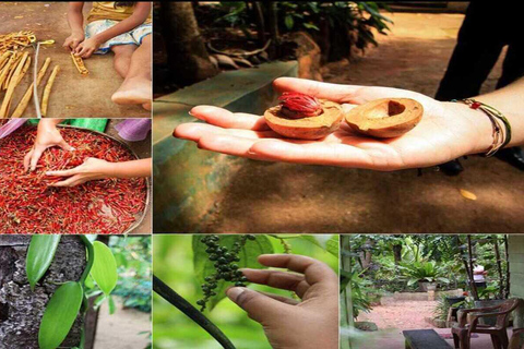 From Kandy: Sigiriya Rock, Dambulla Caves & Nalanda Heritage