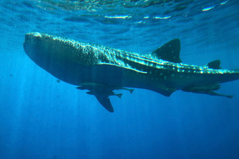 From El Gouna: Royal Seascope Submarine with Snorkel Stop