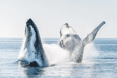 Hervey Bay : Demi-journée d'aventure en bateau à la rencontre des baleines et des îles