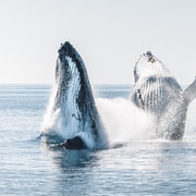 Hervey Bay: Premium Small-Group Whale Watching Safari