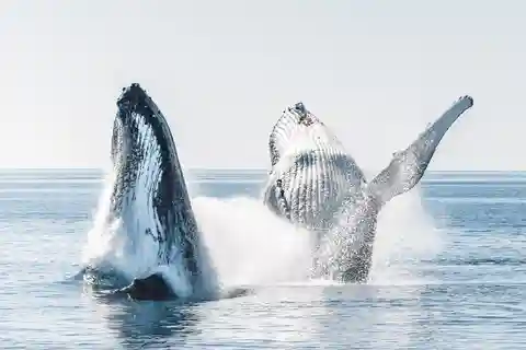 Hervey Bay: baleia de meio dia e aventura na ilha de barco