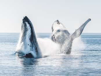 Hervey Bay: Halbtägiges Wal- und Inselabenteuer mit dem Boot
