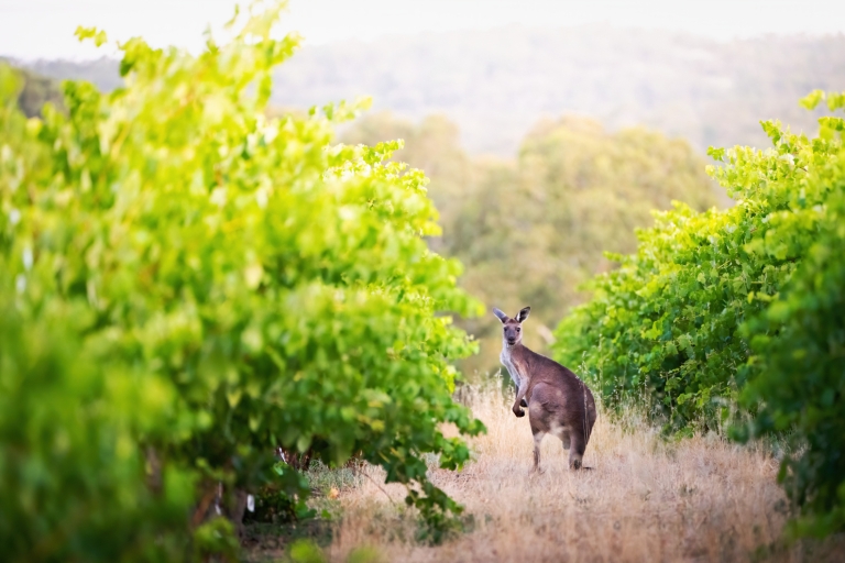 Prywatne wycieczki po winnicach - Dolina BarossaPrywatne wycieczki po winach - Barossa, McLaren Vale, Adelaide Hills