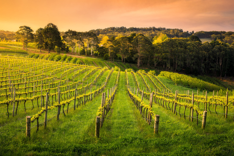 Rutas Privadas del Vino - Valle de BarossaRutas Privadas del Vino - Barossa, McLaren Vale, Adelaide Hills